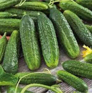 Turşuluk Salatalık Fidesi 10 Adet