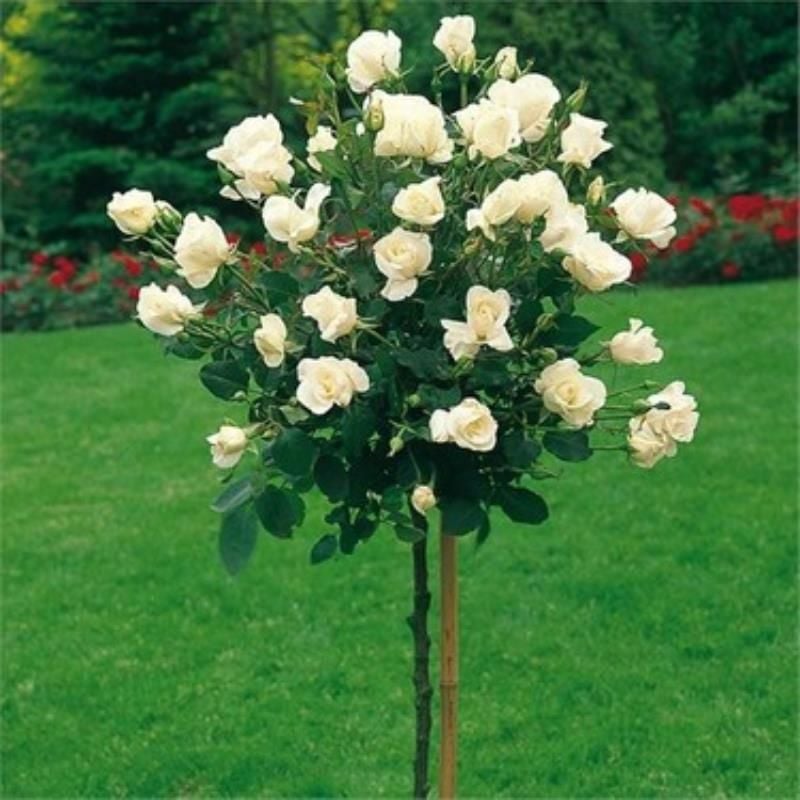Beyaz Baston Gülü 4 Yaşında 100Cm-120Cm