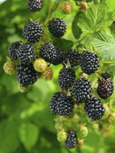 Dikensiz Böğürtlen Rubus Fidanı 150 Cm 200 Cm