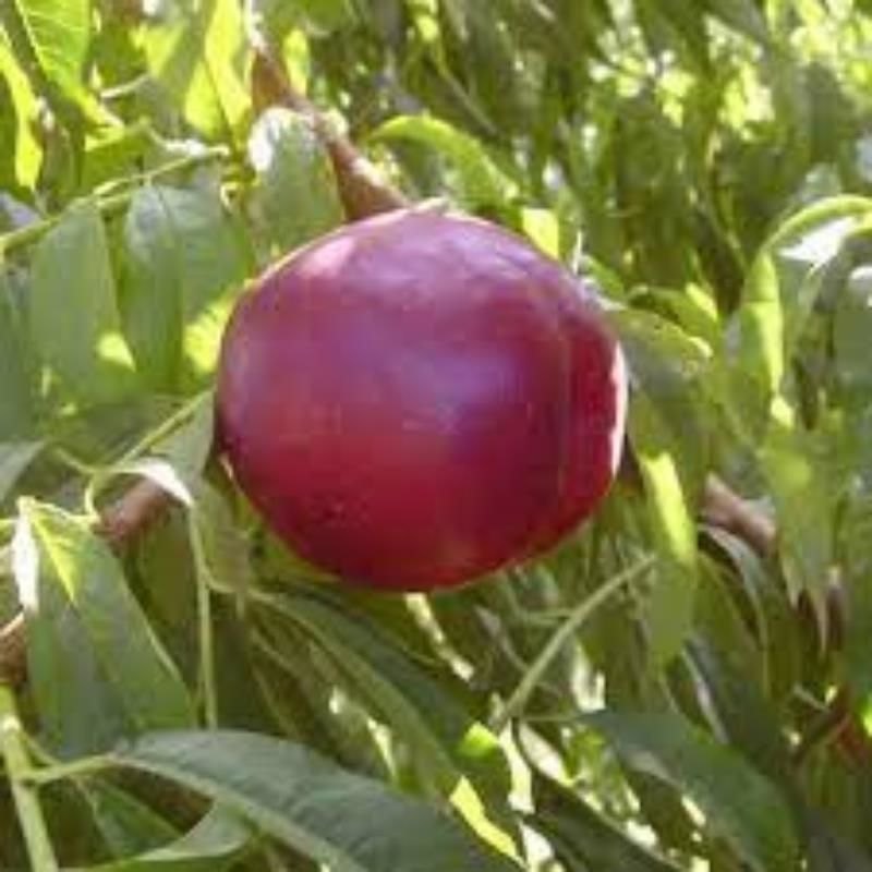 Red Nektarin 150 Cm 200 Cm