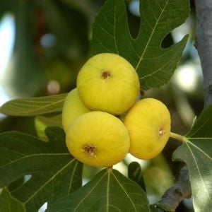 Aydın Sarı Lop İncir 2 Yaş 40-60Cm