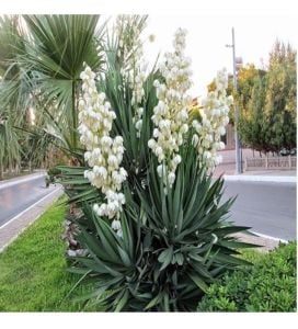 Dış Mekan Avize Çiçeği 40Cm-60Cm