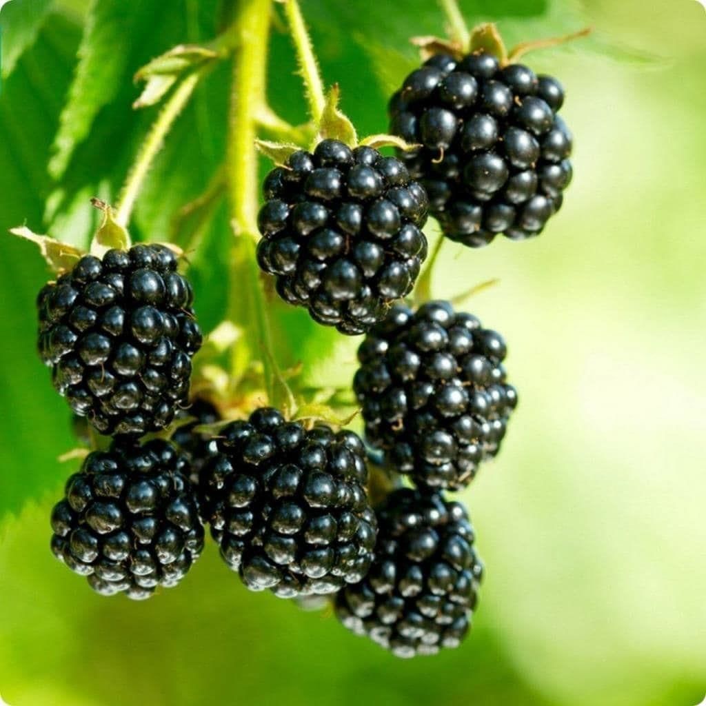 Boygenberry Böğürtlen Fidanı 80-100Cm