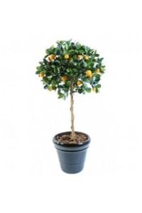 Beyaz Kokulu Limon Ağacı Fidanı 80 Cm 100 Cm (Saksıda)