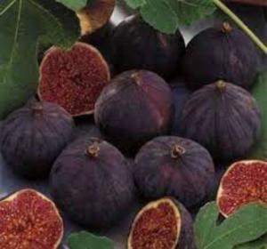 Bursa Siyah Kestane Fidanı 3 Yaş 80 Cm 100 Cm