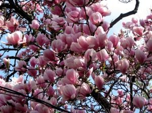 Pembe Yaprak Döken Manolya Ağacı Fidanı 40Cm-60Cm