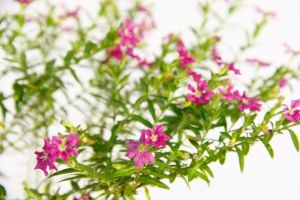 10 Adet Pembe Küfeya Fidesi