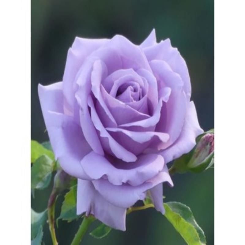 Lila Beyaz Çilli Gül 2 40Cm-60Cm