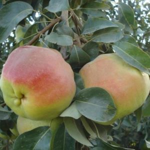 Deveci Armut Tam Bodur 80 Cm