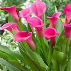 Pembe Gala Kalla Çiçeği 20 Cm 40 Cm