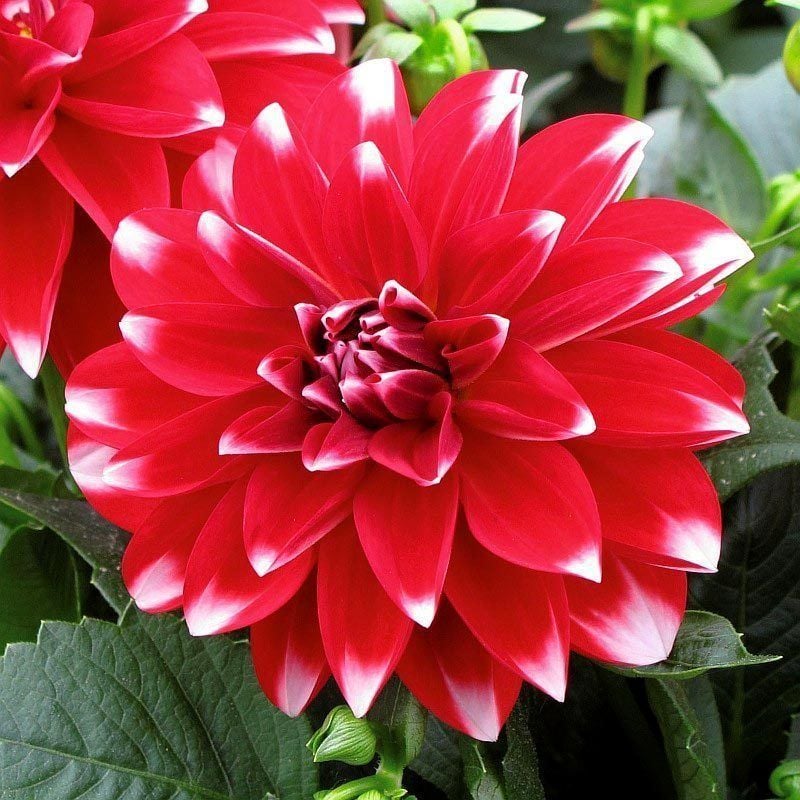 Kırmızı Beyaz Dahlia Çiçeği 20Cm-40Cm