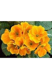 Turuncu Çuha Çiçeği Fidanı 5-15Cm