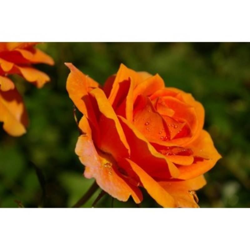 Turuncu Bulgar Gülü Çiçeği Fidanı Kokulu 40Cm-60