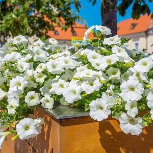 Petunya Fidesi Beyaz 30 Adet Fide