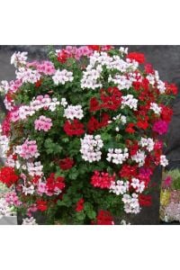30 Adet Karışık Sakız Sardunya Fidesi 5Cm-15Cm