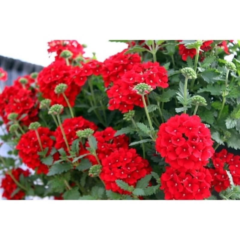 Yayılıcı Mine Çiçeği Kırmızı 20Cm-40Cm