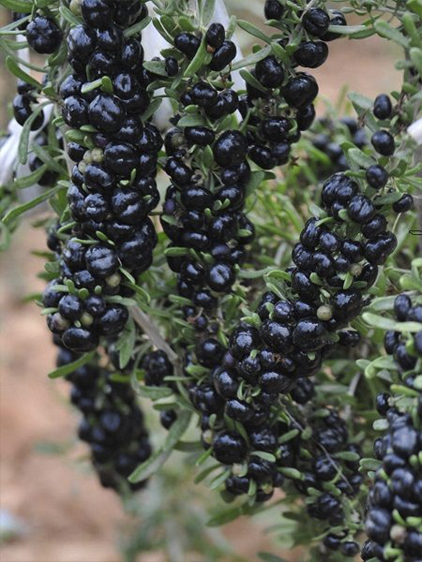 Siyah Gojiberry Fidanı 40-60Cm