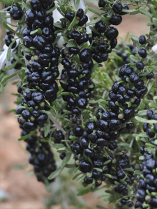 Siyah Gojiberry Fidanı 40-60Cm