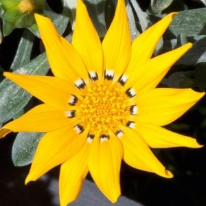 Sarı Gazanya Çiçeği Fidesi 5Cm-15Cm 30 Adet