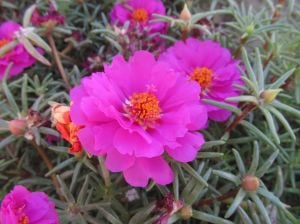 Pembe İpek Çiçeği Fidesi 5Cm-15Cm 30 Adet