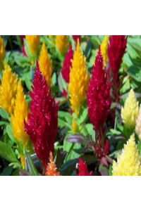 Horoz İbiği Bordo 30 Adet