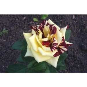 Sihirbaz Gülü 5 60Cm-80Cm