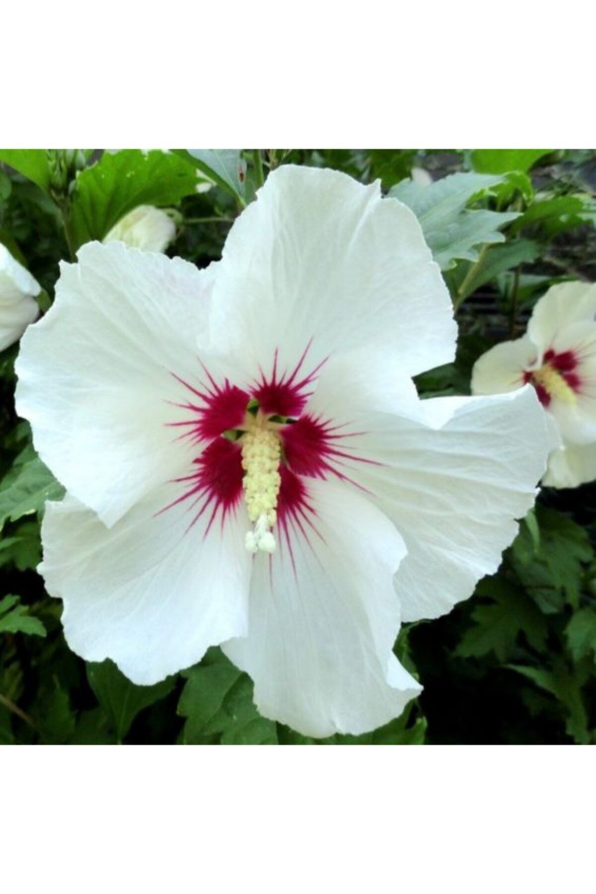 Beyaz Japon Gülü 100Cm-120Cm