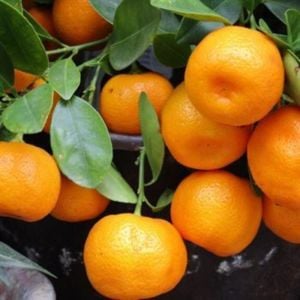 Satsuma Rize Mandalin Tam Bodur 80 Cm