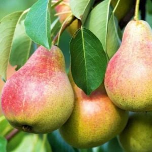 Erkenci Etruşka Armut Tam Bodur 80 Cm