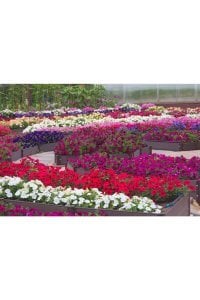 Petunya Fidesi 5Cm-15Cm Karışık 10 Adet
