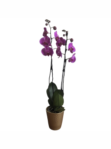 Koyu Mor Çift Dal Orkide 80 Cm