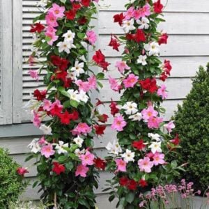 Kırmızı Beyaz Mandavilla Şarabi Çiçeği Fidanı 80Cm-100Cm