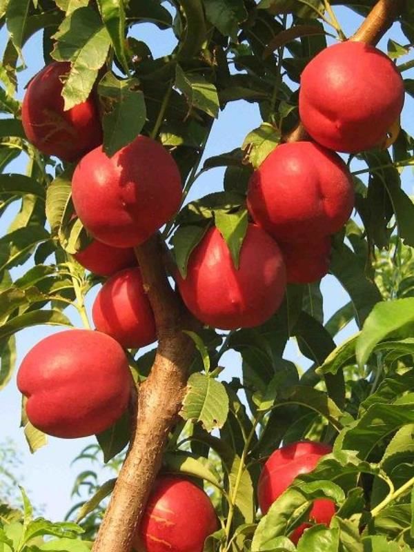 Tüysüz Geç Nektarin 100 Cm 120 Cm