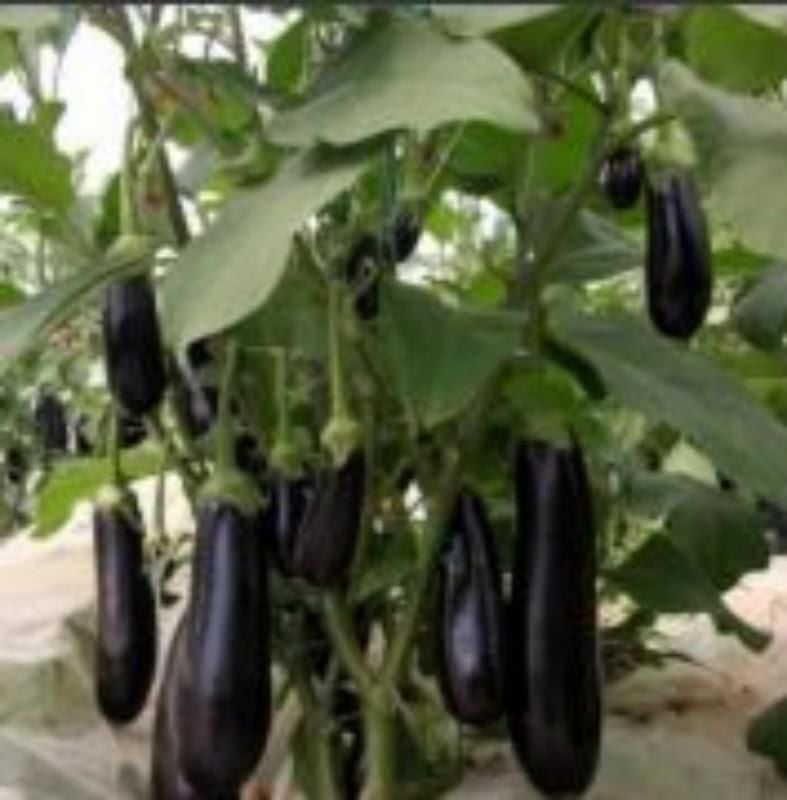 Siyah Japon Patlican Fidesi 10 Adet