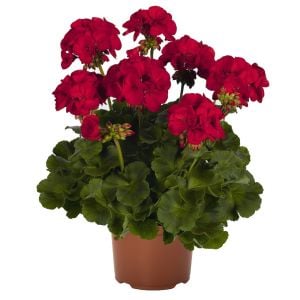 Koyu Kırmızı Sardunya Çiçeği Fidanı 10Cm-30Cm