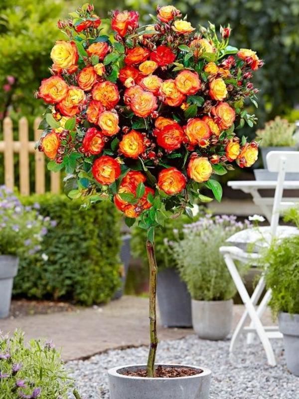 Kırmızı Sarı Baston Gülü 4 Yaşında 70Cm-80Cm