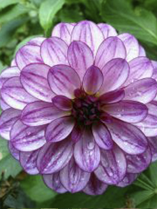 Mor Dahlia Fidanı 20 Cm 40 Cm
