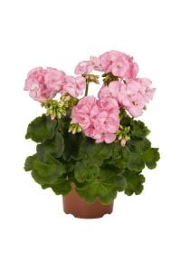 Açık Pembe Sardunya Çiçeği Fidanı 10Cm-30Cm