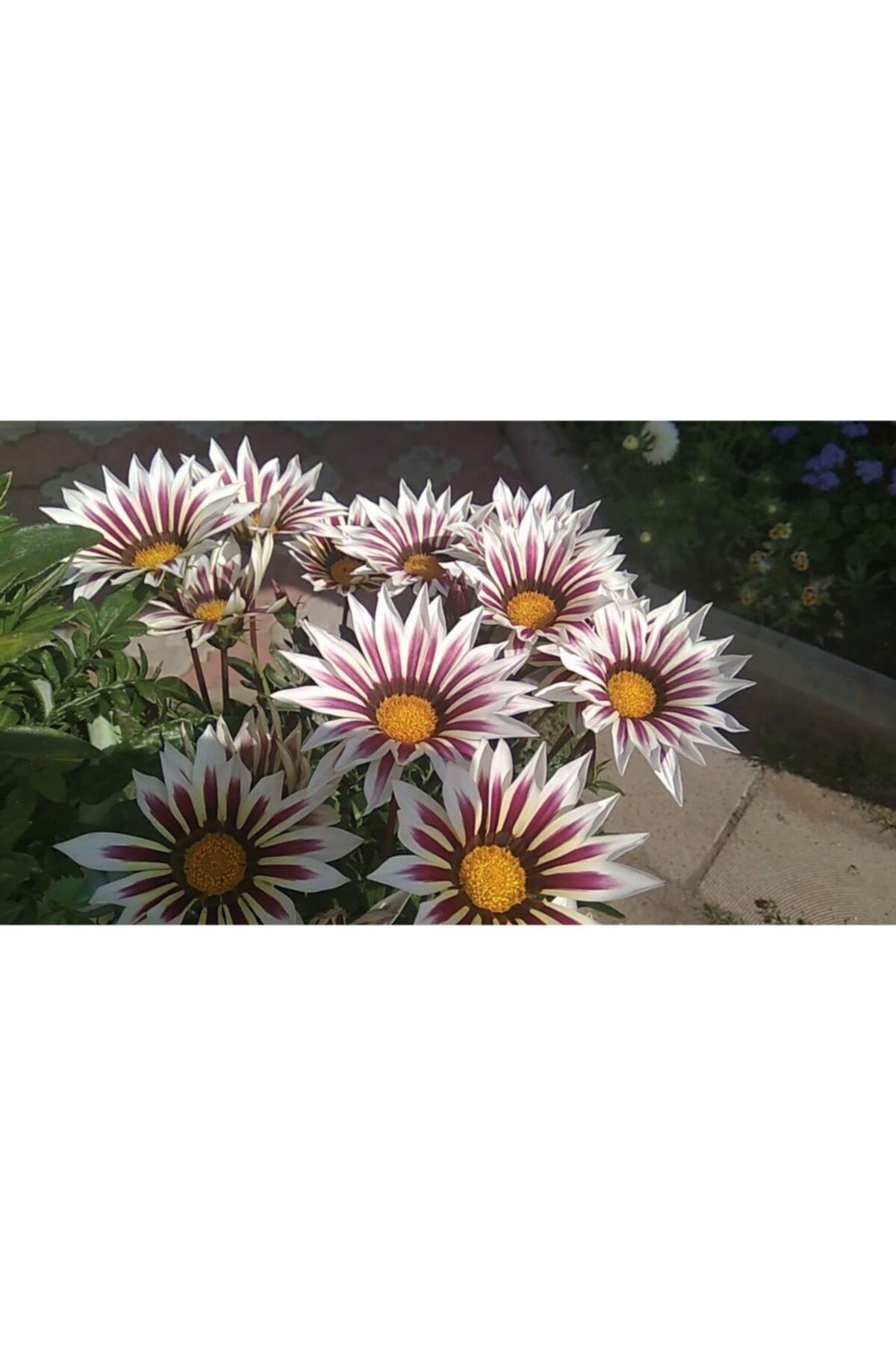 Beyaz Gazanya Çiçeği Fidesi 5Cm-15Cm 10 Adet