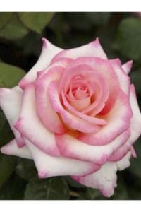 Pembe Beyaz Gül Fidanı 40Cm-60Cm