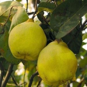 Limon Ayvası Fidanı 5 Yaş 150 - 200 Cm