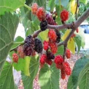 Urmu Dut Fidanı 3 Yaşında 100 Cm 120 Cm