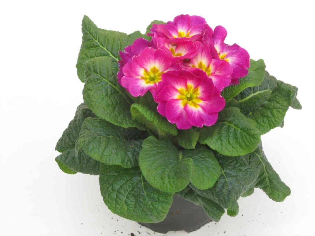 Pembe Çuha Çiçeği Fidanı 5-15Cm