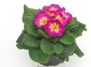 Pembe Çuha Çiçeği Fidanı 5-15Cm