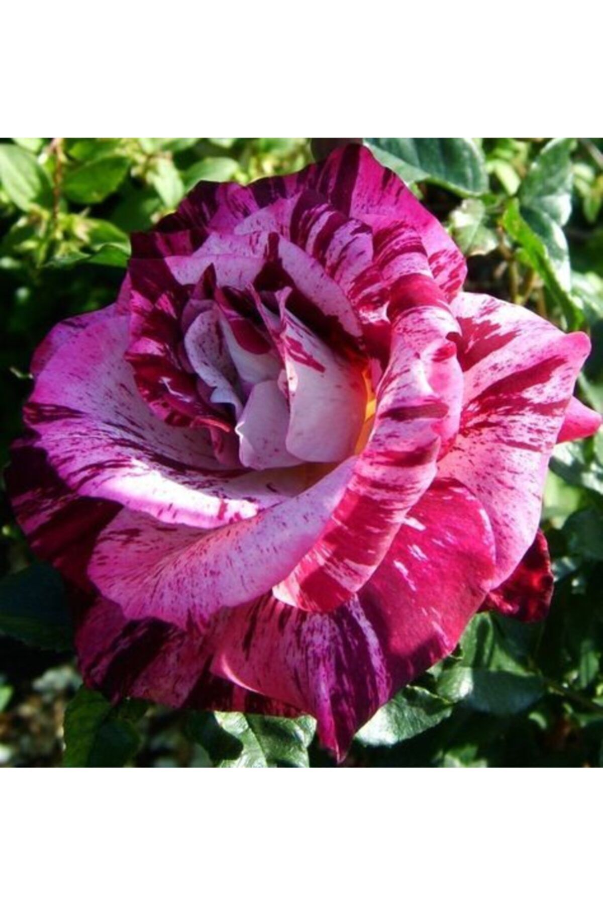 Pembe Kırmızı Çilli Gül 3 40Cm-60Cm