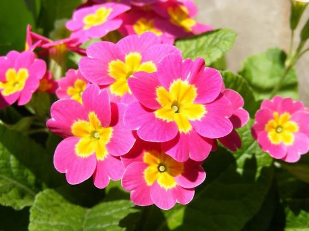 Pembe Sarı Çuha Çiçeği Fidanı 5-15Cm