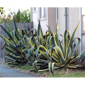 Alacalı Agav Fidanı 40Cm-60Cm