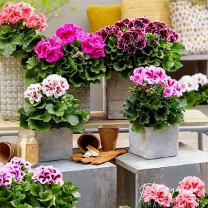 Sardunya Çiçeği Fidesi 5Cm-15Cm 10 Adet Karışık Renk