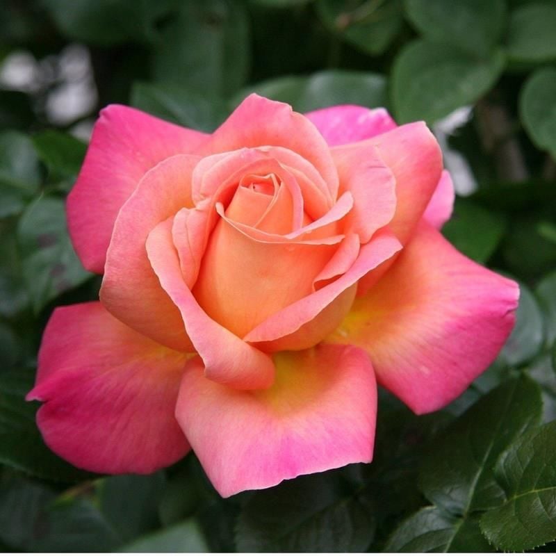 Sarı Pembe Gül 40Cm-60Cm