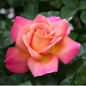 Sarı Pembe Gül 40Cm-60Cm